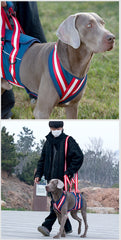 Orthopedic Dog Harness for Seniors - Caring for Your Aging Pet