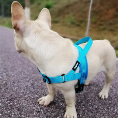 Adjustable Dog Harness for Safe and Comfortable Walks
