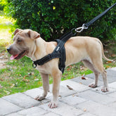 Adjustable Dog Harness for Safe and Comfortable Walks