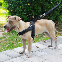 Adjustable Dog Harness for Safe and Comfortable Walks