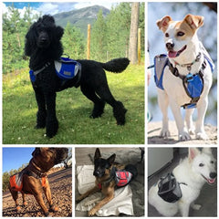 Ultimate Dog Harness Carrier Backpack – Comfort & Safety for Your Pet!