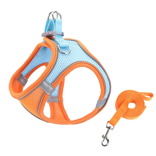 The Best Fit Harness and Leash Combo for Small Pets