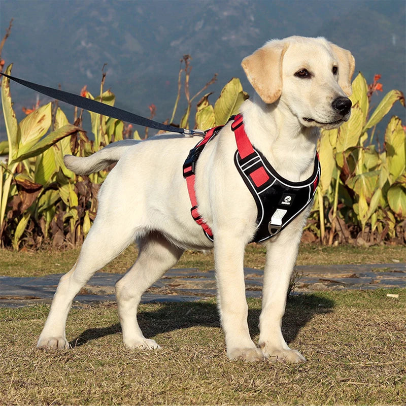 Stroll in Style: Comfortable Dog Harness for Daily Walks