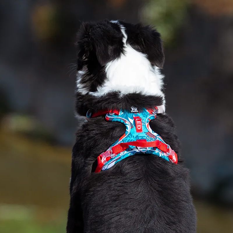 Chic Cotton Floral & No-Pull Dog Harnesses - Adjustable, Reflective, and Comfortable for All Sizes