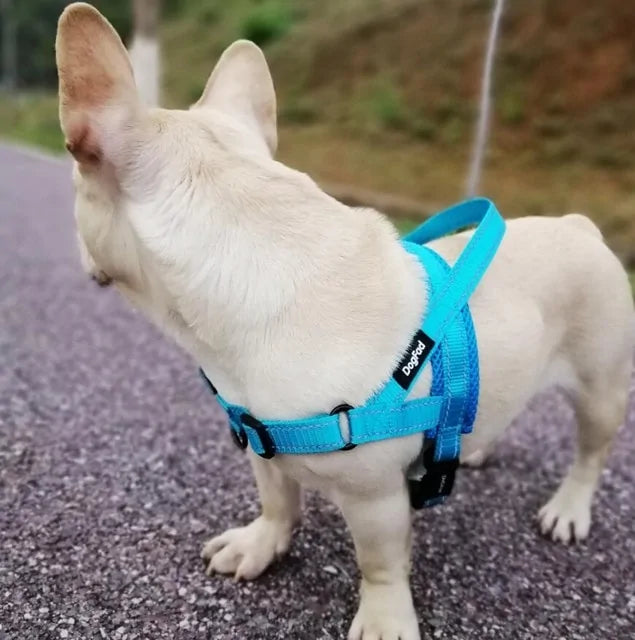 Adjustable Dog Harness for Safe and Comfortable Walks